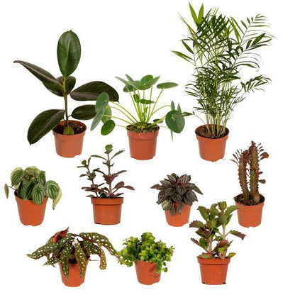 Außenseiterbox – 10er Set einzigartige Zimmerpflanzen Ø12cm – bunte & außergewöhnliche Blattvielfalt – pflegeleicht – für drinnen & draußen 