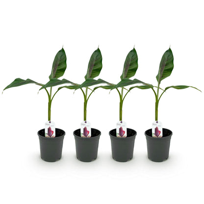 Bananenpflanze Musa sikkimensis Red Tiger – Winterhart – 4 Pflanzen – Ø17 cm – Höhe ca. 40 cm – Exotisches Flair für Garten & Terrasse 
