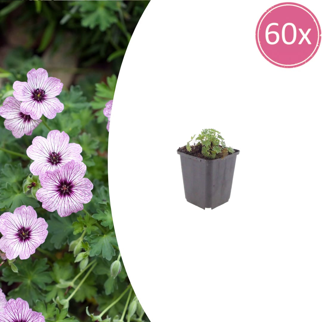 Geranium cinereum Ballerina Winterharte Staude Ø9cm 60 Stück