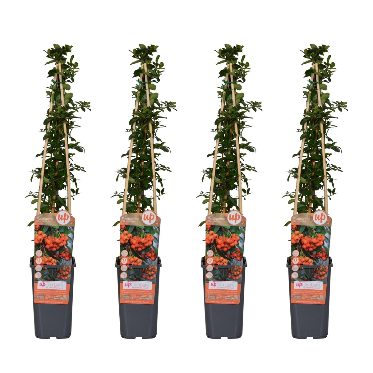 Feuerdorn Orange Glow – Pyracantha – Ø15 cm – 65 cm hoch – 4 Pflanzen – Frosthart – Beerenpflanze – Hecke & Gartenakzent 