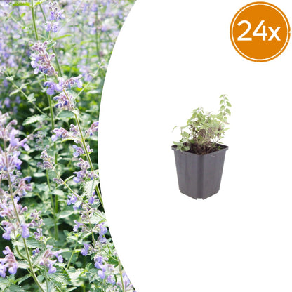 Nepeta faassenii Katzenminze Winterharte Staude für Beet Ø9cm 24 Stück
