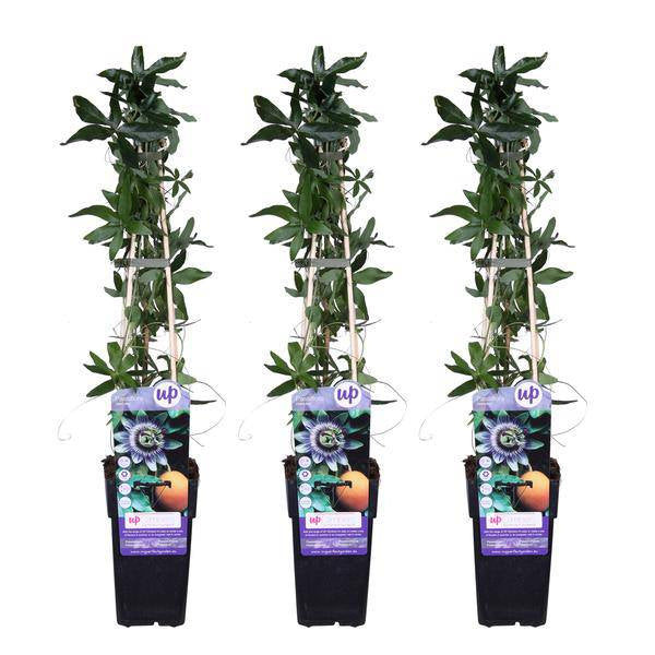 Blaue Passionsblume - Passiflora caerulea - ↨65cm - Ø15cm - 3 Stück 
