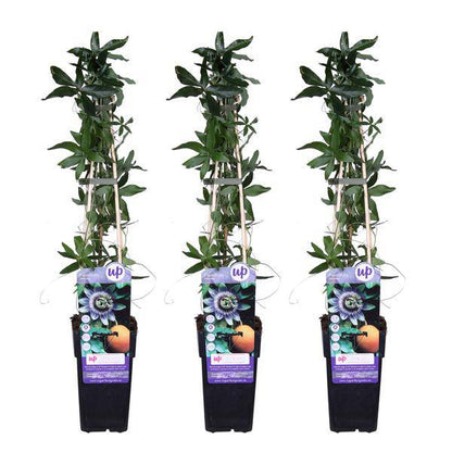 Blaue Passionsblume - Passiflora caerulea - ↨65cm - Ø15cm - 3 Stück 