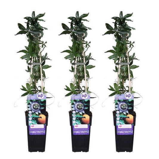 Blaue Passionsblume - Passiflora caerulea - ↨65cm - Ø15cm - 3 Stück 