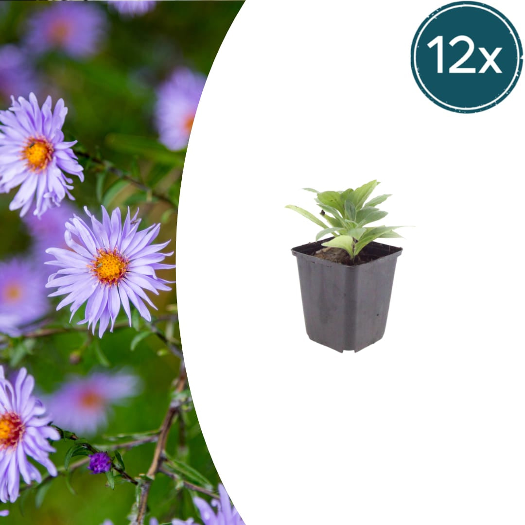 Aster frikartii Mönch Langblühende Staude für sonnige Beete Ø9cm 12 Stück