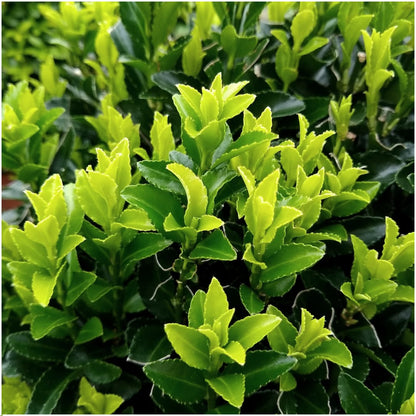 Japanischer Spindelstrauch Euonymus 'Green Spire' – Ø7cm – ↨15cm – 6 Pflanzen – Aufrechter, winterharter Zierstrauch für Garten, Terrasse & Hecke 