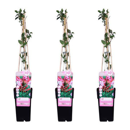 Wald Geißblatt - Lonicera periclymenum 'Serotina' - ↨65cm - Ø15cm - 3 Stück 