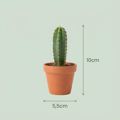 Mini Kaktus Set – 9 Kakteen – Ø5,5cm – Höhe 5–10cm – Pflegeleichte Zimmerpflanzen – Kleine Kakteen für Fensterbank Büro & Wohnraum 