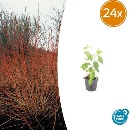 Cornus sanguinea 'Midwinter Fire' – 24 Pflanzen – ↕10-25cm – Ø9cm – Strauch mit leuchtend orange-roten Winterzweigen – Winterhart & pflegeleicht 