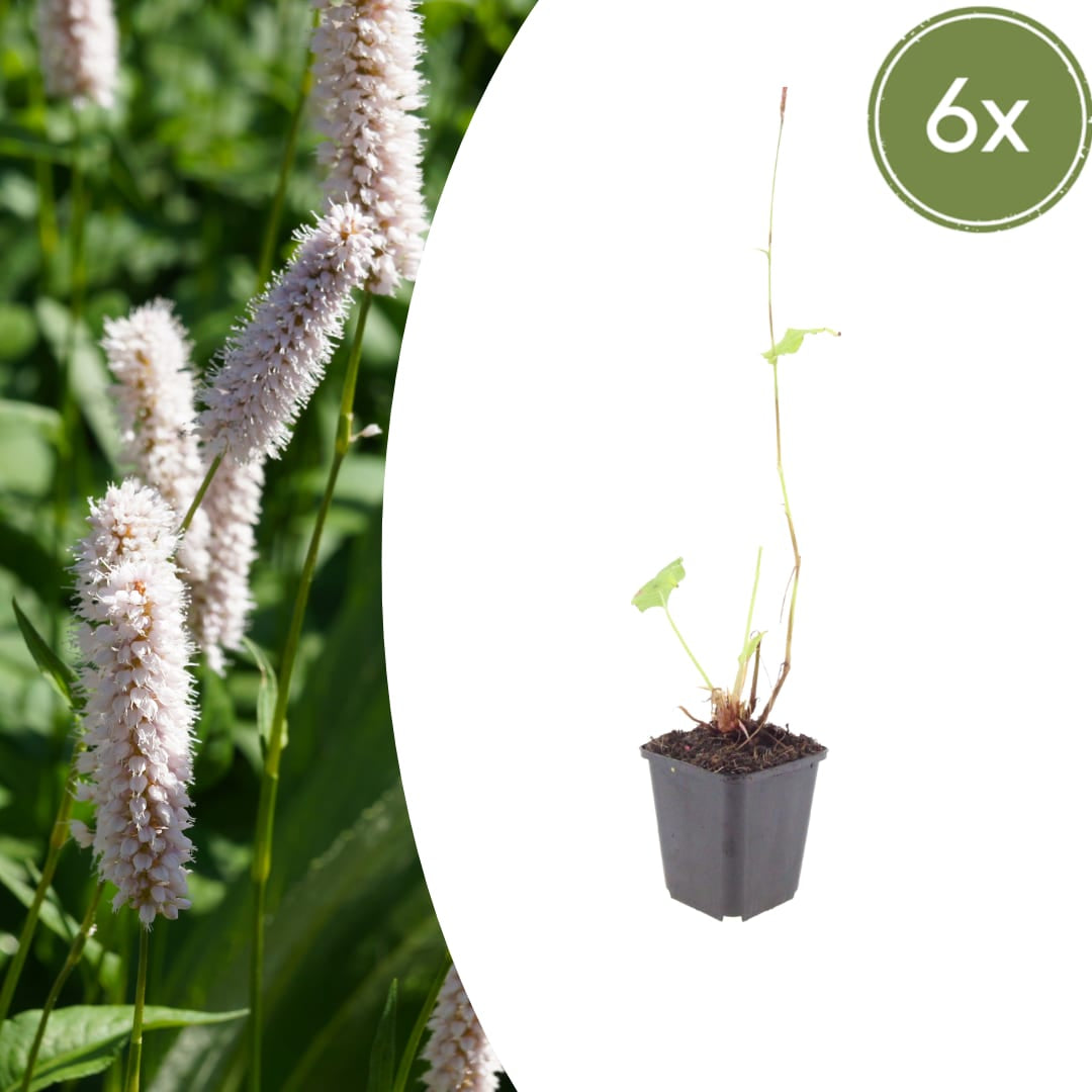 Persicaria bistorta Superba Rosa Blütenstaude für feuchte Beete & Teichrand Ø9cm 6 Stück