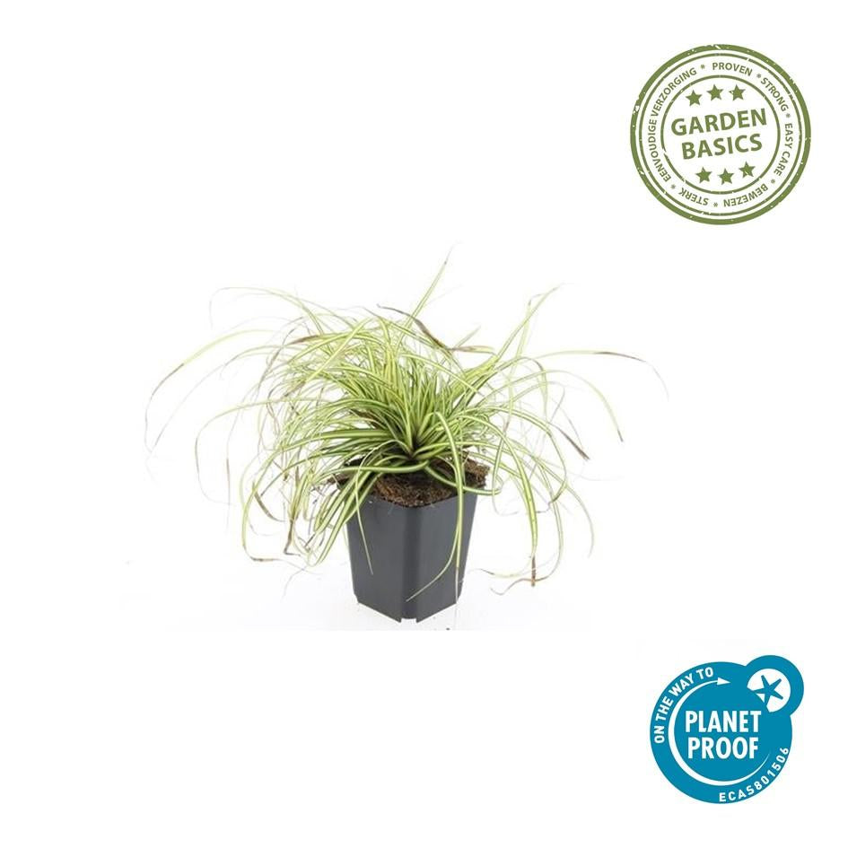 Gold Segge Carex oshimensis 'Evergold' – ↕10-25cm – Ø9cm – 6 Pflanzen – Bodendecker – Immergrün – Pflegeleicht – Schattentauglich 