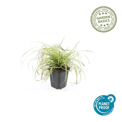 Gold Segge Carex oshimensis 'Evergold' – ↕10-25cm – Ø9cm – 6 Pflanzen – Bodendecker – Immergrün – Pflegeleicht – Schattentauglich 