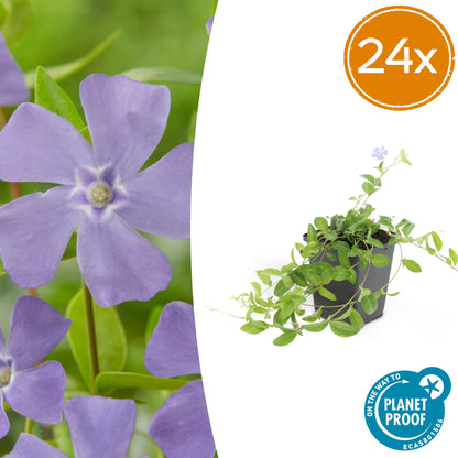 Vinca minor 'La Grave' – 24 Pflanzen – Ø9cm – ↕10-25cm – Immergrüner Bodendecker mit violetten Blüten 