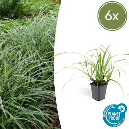 Weißrandige Segge Carex morrowii 'Ice Dance' – ↕10-25cm – Ø9cm – 6 Pflanzen – Immergrünes Ziergras – Bodendecker für Sonne & Schatten – Pflegeleicht 
