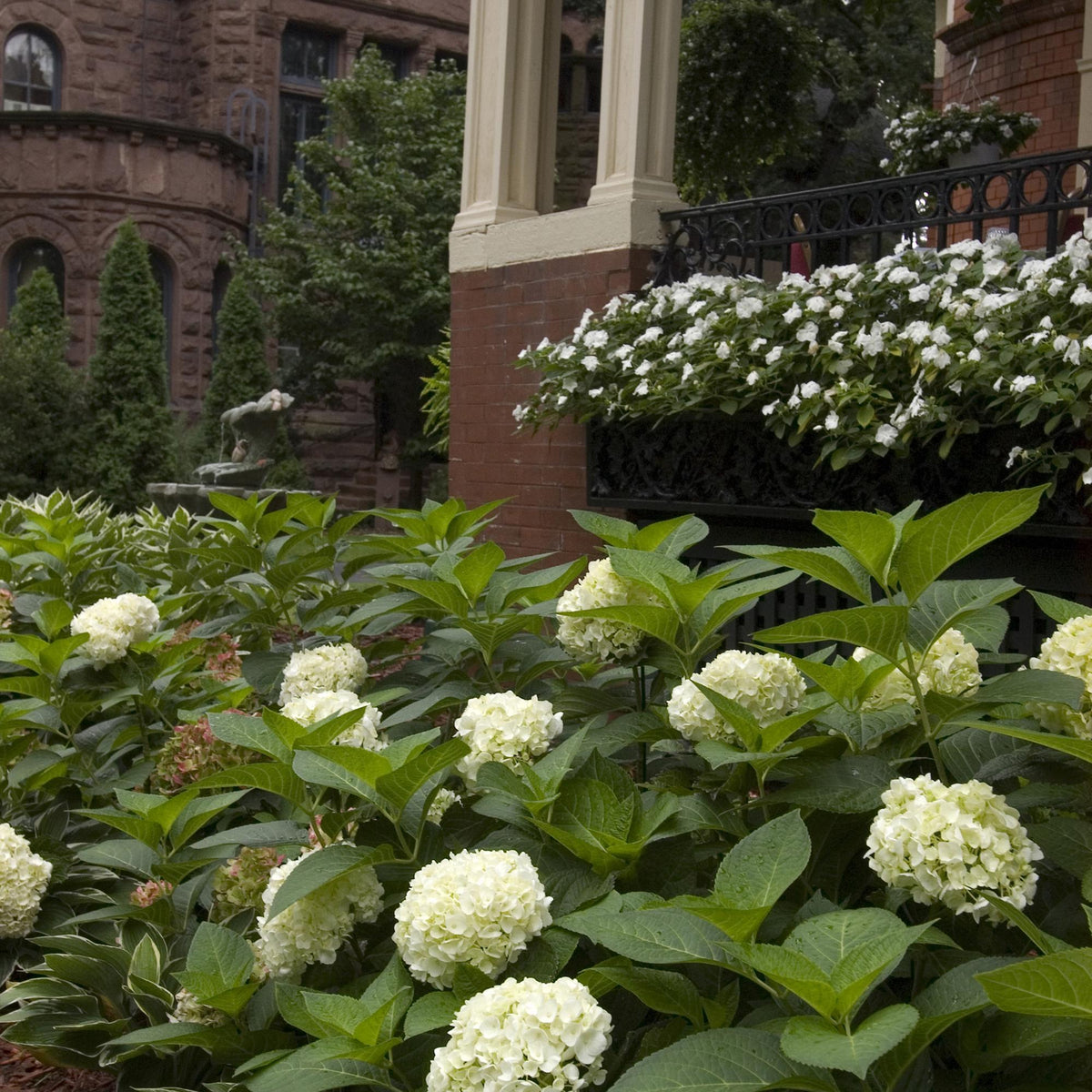 Hortensie Hydrangea Endless Summer The Bride 8er Set – winterhart weiß, später zartrosa – 14cm – Höhe 20-25cm – lange Blüte bis Herbst – für Beet, Hecke, Kübel, Balkon & Terrasse 