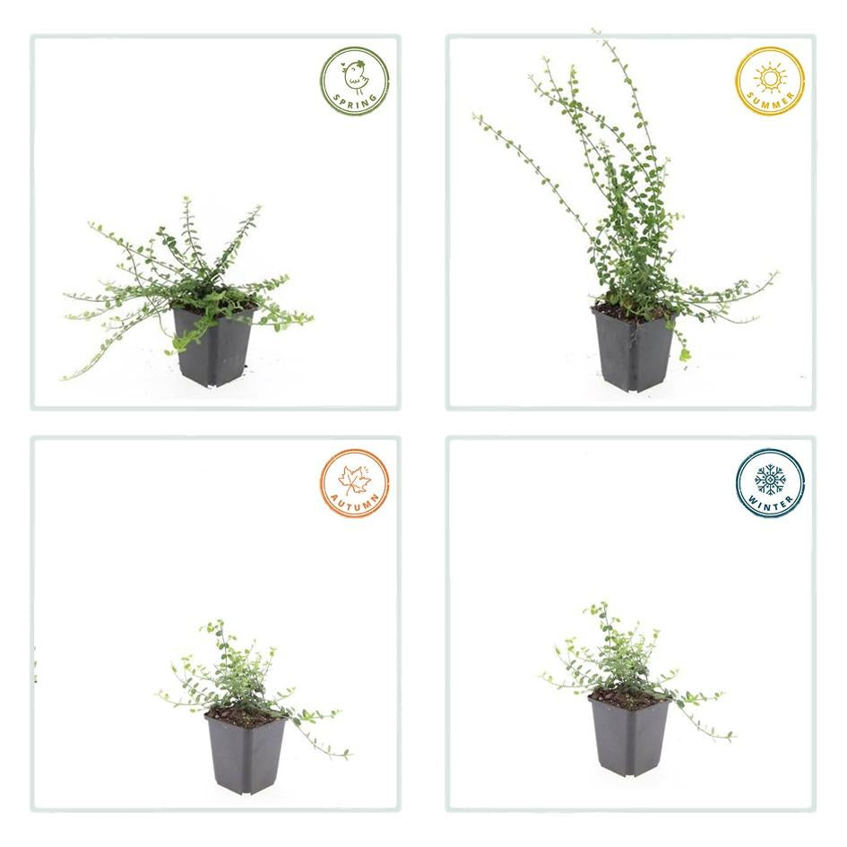 Kleinblättrige Teppichspindel – Euonymus fortunei 'Minimus' – ↕10-25 cm – Ø9 cm – 6 Pflanzen – Bodendecker – Winterhart & Pflegeleicht – Herbstfärbung – Vielseitig 