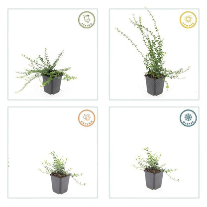Kleinblättrige Teppichspindel – Euonymus fortunei 'Minimus' – ↕10-25 cm – Ø9 cm – 6 Pflanzen – Bodendecker – Winterhart & Pflegeleicht – Herbstfärbung – Vielseitig 