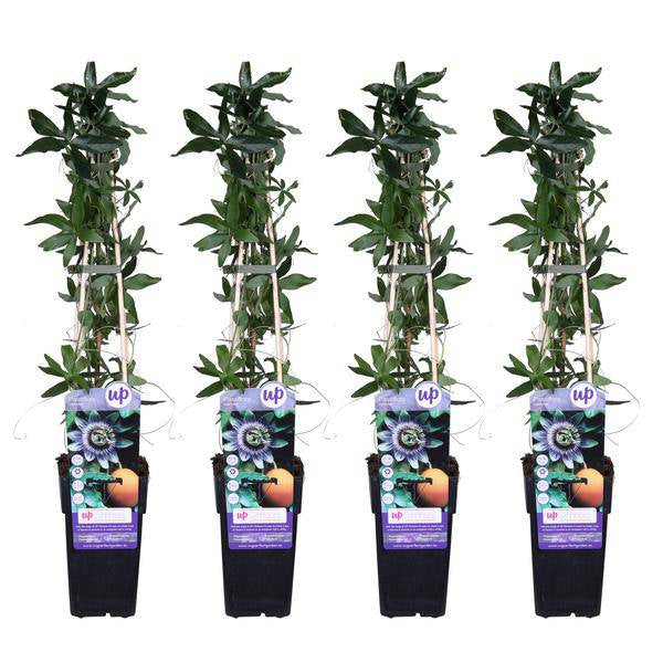 Blaue Passionsblume - Passiflora caerulea - ↨65cm - Ø15cm - 4 Stück 