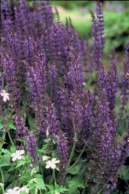 Blüten-Salbei Salvia nem. 'Mainacht' – ↕10-25cm – Ø9cm – 6 Pflanzen – Bienenfreundlich – Blau blühend – Sonniger Standort – Pflegeleicht 