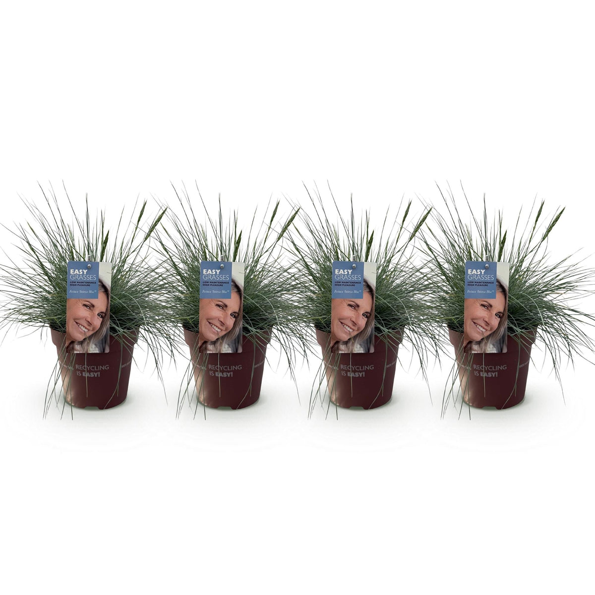 Festuca glauca Intense Blue – Blauschwingel – Ziergras – 4 Pflanzen – Immergrün & pflegeleicht – Ø17cm – Höhe ca. 50cm – Trockenheitsresistent 