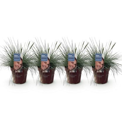 Festuca glauca Intense Blue – Blauschwingel – Ziergras – 4 Pflanzen – Immergrün & pflegeleicht – Ø17cm – Höhe ca. 50cm – Trockenheitsresistent 