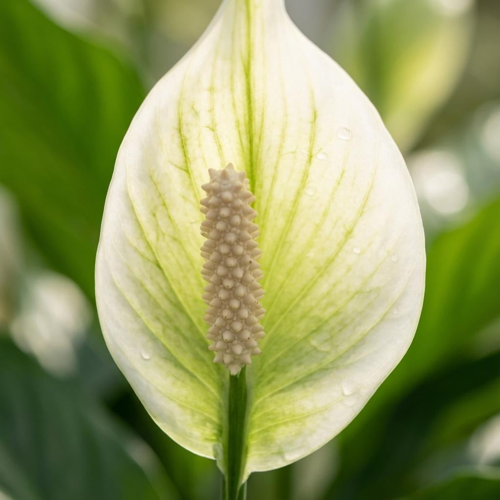 Spathiphyllum Einblatt – 2 Pflanzen – Ø12cm – Höhe 35–40cm – Luftreinigende Zimmerpflanze – Weiße Blüten – Ideal für Wohnraum & Büro 