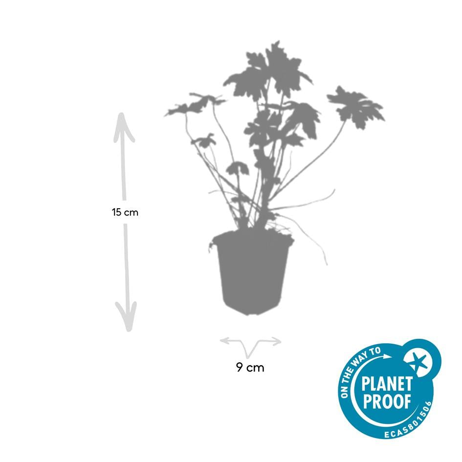 Balkan-Storchschnabel – Geranium macrorrhizum – 6 Pflanzen – Bodendecker – Winterhart – Duftende Blätter – Ø9cm ↕10-25cm 