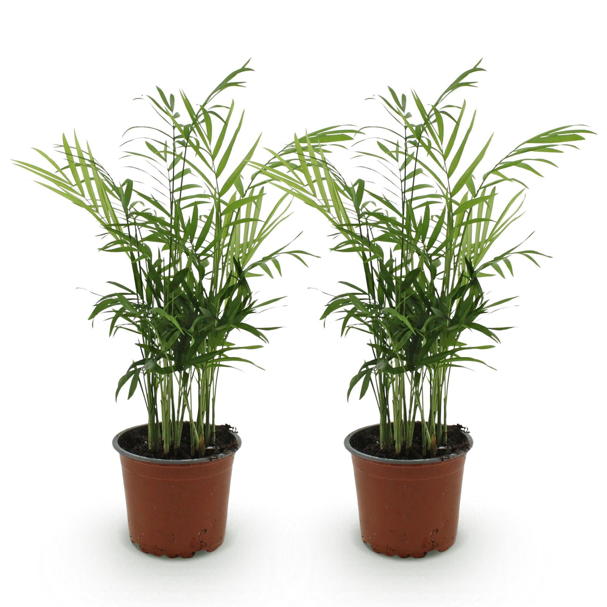 Green boutiQ - Zimmerpflanze - Chamaedorea elegans - Goldpalme - Haustierfreundlich - Grün - 2 Pflanzen - Topf 12cm - Höhe 35-40cm 