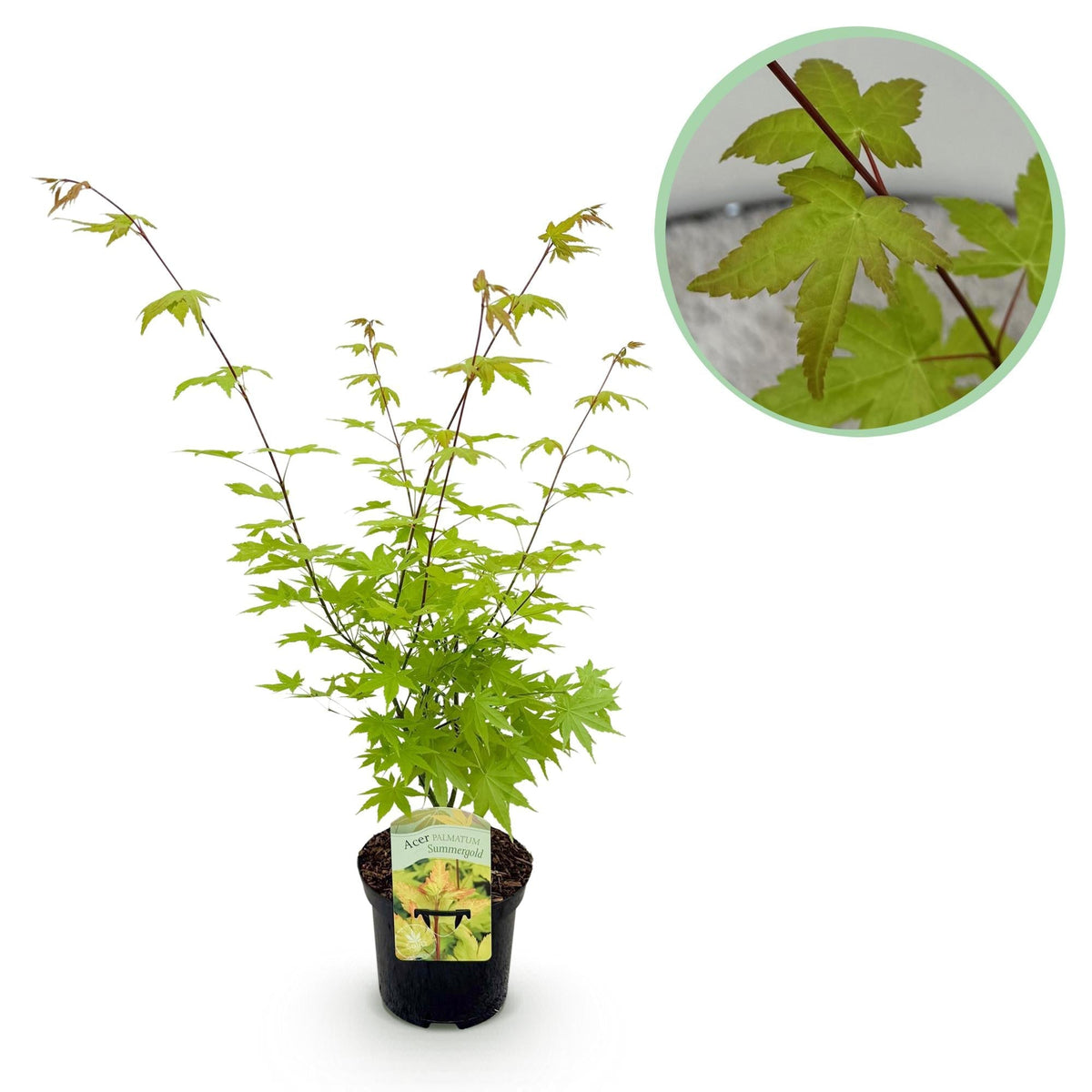 Japanischer Ahorn – Acer palmatum 'Summergold' – ca. 70 cm hoch – Ø19 cm – goldgelbes Laub – Balkon- & Gartenpflanze 