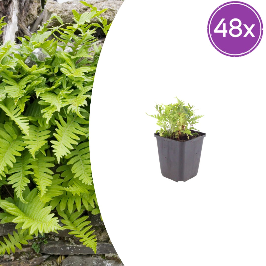 Polypodium vulgare Farn Immergrüner Gartenfarn Ø9cm 48 Stück