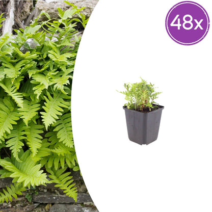 Polypodium vulgare Farn Immergrüner Gartenfarn Ø9cm 48 Stück