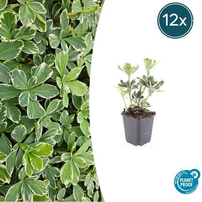 Schattengrün Pachysandra terminalis 'Variegata' – ↕10-25cm – Ø9cm – 12 Pflanzen – Immergrüner Bodendecker – Pflegeleicht & Winterhart 