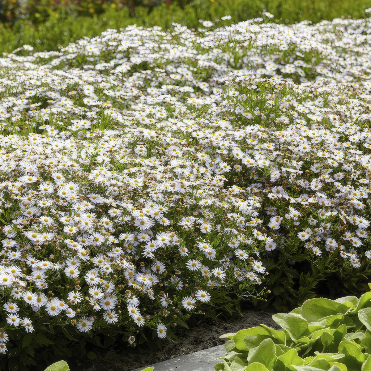 Wildaster Aster ageratoides 'Ashvi' – ↕10-25cm – Ø9cm – 6 Pflanzen – Weiße Herbstblüte – Pflegeleicht – Sonne 