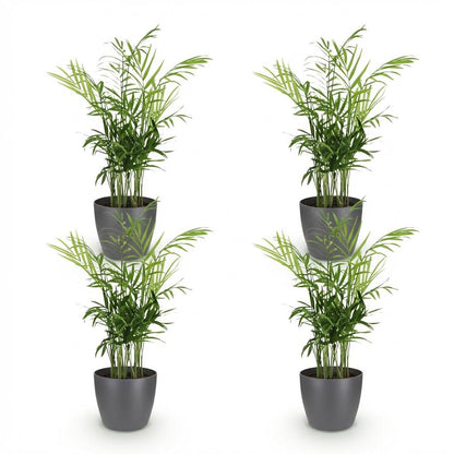 Green boutiQ - Zimmerpflanze - Chamaedorea elegans - Goldpalme - Haustierfreundliche Pflanze - Grün - 4 Pflanzen - mit Potter Grau - Topf 12cm - Höhe 15cm 