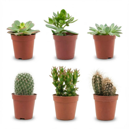 Kakteen & Sukkulenten Mix – 6 Pflanzen – Ø5,5cm – Höhe 5–10cm – Echte Mini Kakteen & Sukkulenten – Pflegeleichte Zimmerpflanzen für Deko & Geschenk 