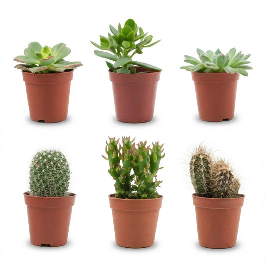 Kakteen & Sukkulenten Mix – 6 Pflanzen – Ø5,5cm – Höhe 5–10cm – Echte Mini Kakteen & Sukkulenten – Pflegeleichte Zimmerpflanzen für Deko & Geschenk 