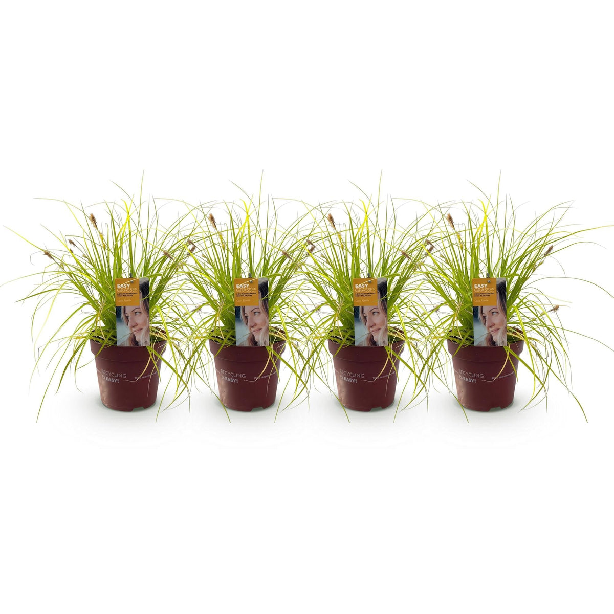Japansegge Carex oshimensis Everillo – Immergrünes Ziergras – Gelbe Blätter – 4 Pflanzen – Pflegeleicht – Ø17 cm – Höhe ca. 50 cm 