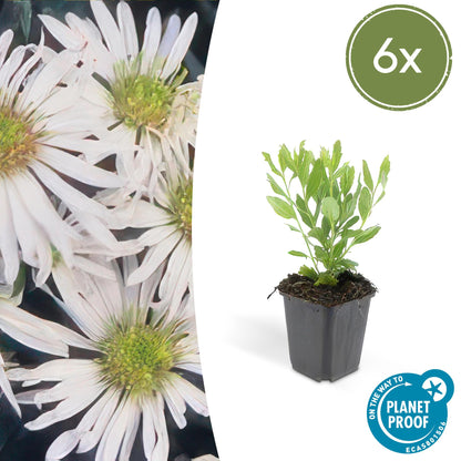 Wildaster Aster ageratoides 'Ashvi' – ↕10-25cm – Ø9cm – 6 Pflanzen – Weiße Herbstblüte – Pflegeleicht – Sonne 