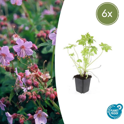Balkan-Storchschnabel – Geranium macrorrhizum – 6 Pflanzen – Bodendecker – Winterhart – Duftende Blätter – Ø9cm ↕10-25cm 