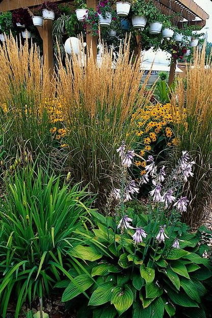 Sandrohr – Calamagrostis acutiflora 'Karl Foerster' – ↕10-25cm – Ø9cm – 6 Pflanzen – winterhartes Ziergras, aufrecht wachsend 