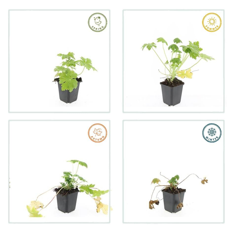 Felsen-Storchschnabel Geranium macrorrhizum 'Spessart' – Winterharter Bodendecker – 6 Pflanzen – Ø9 cm Töpfe – Höhe 10-25 cm – Weiße Blüten & grünes Laub – Ideal für Steingärten & Beete 
