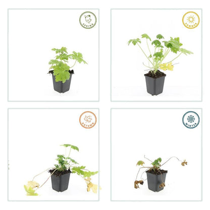 Felsen-Storchschnabel Geranium macrorrhizum 'Spessart' – Winterharter Bodendecker – 6 Pflanzen – Ø9 cm Töpfe – Höhe 10-25 cm – Weiße Blüten & grünes Laub – Ideal für Steingärten & Beete 
