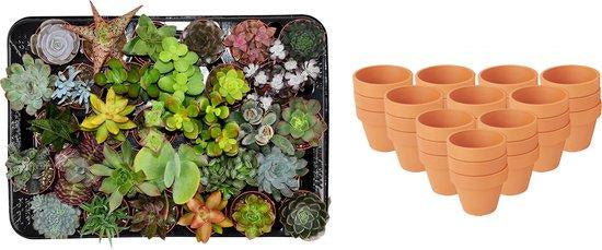 Mini Sukkulenten Mix – 30 Pflanzen – Ø8,1cm Terrakottatöpfe – Höhe 5–10cm – Pflegeleichte Zimmerpflanzen – Große Sukkulenten Auswahl für Deko Büro Zuhause 