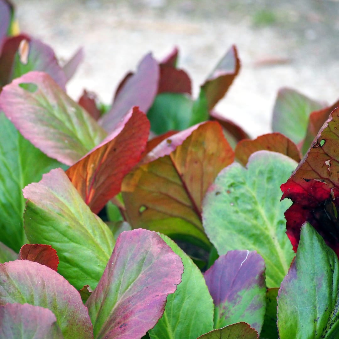Schusterblume Bergenia cordifolia – 6 Pflanzen – 10-25cm – Ø9cm – Immergrüne Staude mit rosa Blüten – Winterharte Gartenpflanze für Beet, Schatten & Bodendecker - Oasis of Life