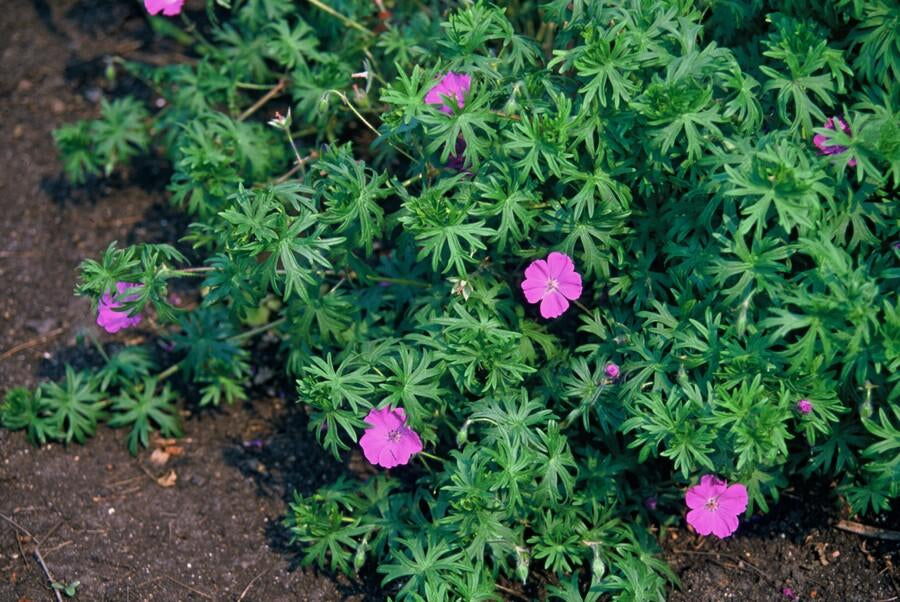 Blut-Storchschnabel Geranium 'Tiny Monster' – ↕10-25cm – Ø9cm – 6 Pflanzen – Kompakte, sommerblühende Staude für Beet, Kübel & Bodendecker – Pflegeleicht & robust 