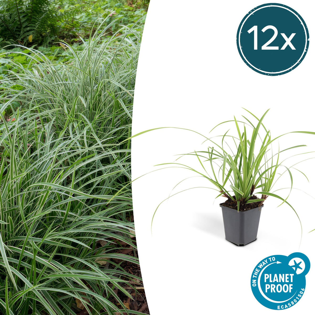 Weißrandige Segge Carex morrowii 'Ice Dance' – ↕10-25cm – Ø9cm – 12 Pflanzen – Immergrünes Ziergras als Bodendecker für Sonne & Schatten – Pflegeleicht & winterhart 