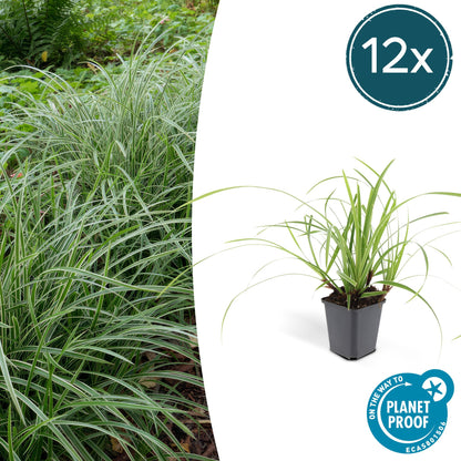 Weißrandige Segge Carex morrowii 'Ice Dance' – ↕10-25cm – Ø9cm – 12 Pflanzen – Immergrünes Ziergras als Bodendecker für Sonne & Schatten – Pflegeleicht & winterhart 