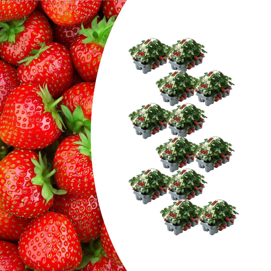 Erdbeeren, 6er-Pack (Fragaria), 100 % biologisch 