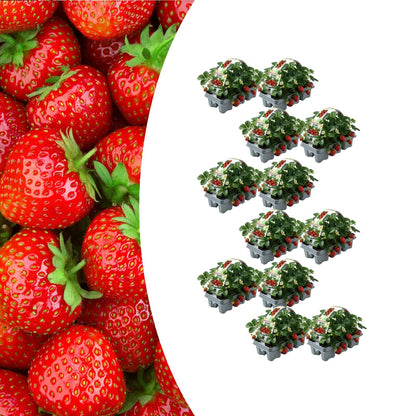 Erdbeeren, 6er-Pack (Fragaria), 100 % biologisch 