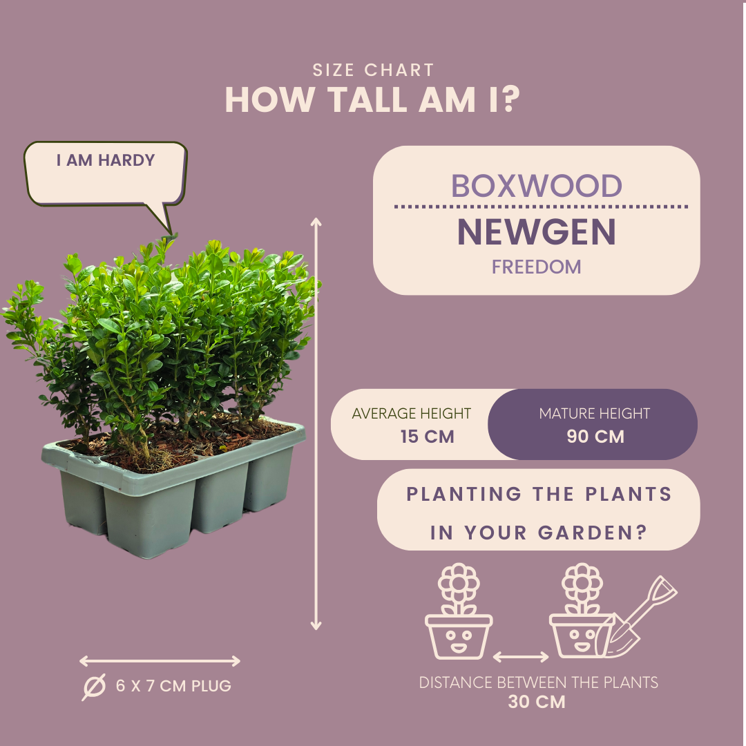 Buchsbaum – Buxus NewGen Freedom – 12 Pflanzen – Ø7 cm Topf – ca. 15 cm hoch – winterhart & pilzresistent – ideal für Hecken & Formschnitt 